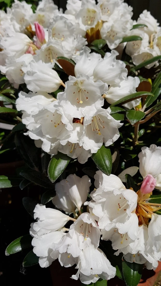 R. yakushimanum 'Schneekissen' AGM